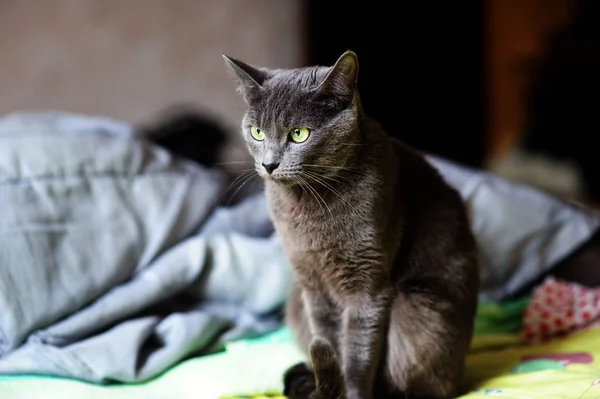 Schöne graue Katze zu Hause. grüne Augen. — Stockfoto