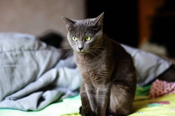 Schöne graue Katze zu Hause. grüne Augen. — Stockfoto