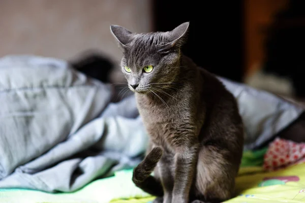 Schöne graue Katze zu Hause. grüne Augen. — Stockfoto