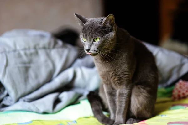 Mooie grijze kat thuis. Groene ogen. — Stockfoto