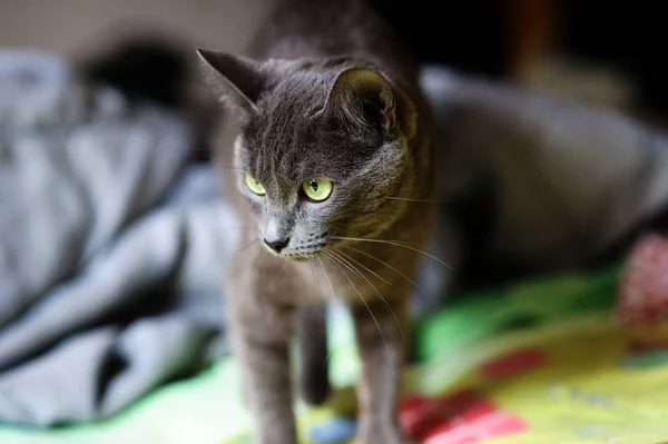 Piękny siwy kot w domu. Zielone oczy. — Zdjęcie stockowe