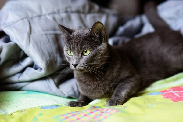 Schöne graue Katze zu Hause. grüne Augen. — Stockfoto