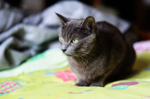 Schöne graue Katze zu Hause. grüne Augen. — Stockfoto