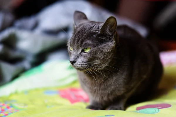 Bellissimo gatto grigio a casa. Occhi verdi . — Foto Stock