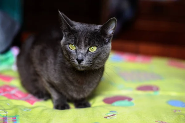 Krásná šedá kočka doma. Zelené oči. — Stock fotografie