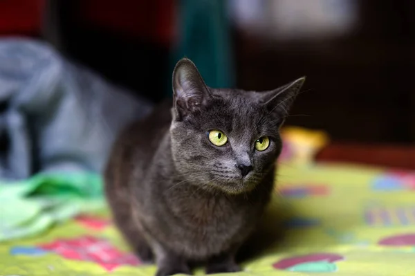 Mooie grijze kat thuis. Groene ogen. — Stockfoto