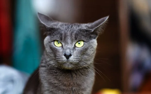 Gato cinzento bonito em casa. Olhos verdes . — Fotografia de Stock