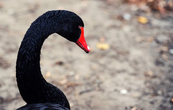 Beautiful Black Swan (Cygnus atratus) — Stock Photo, Image