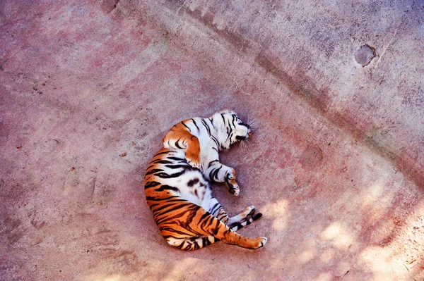 Gyönyörű amur tigris portré. Veszélyes állat — Stock Fotó