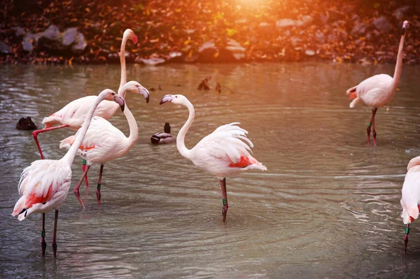 Beautiful Flamingo in the lake — Stock Photo, Image