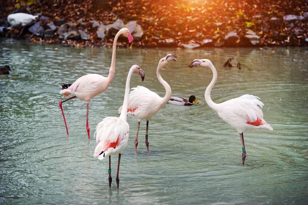 Krásný flamingo v jezeře — Stock fotografie