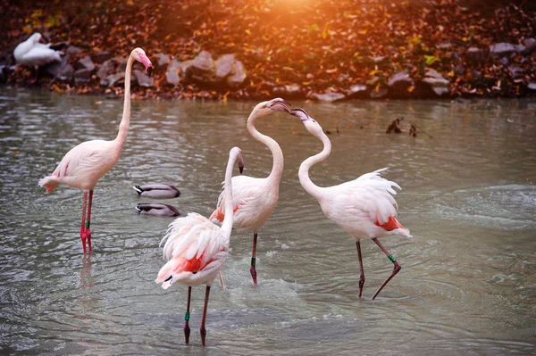 Piękne flamingi w jeziorze — Zdjęcie stockowe