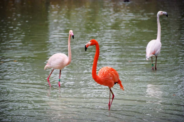 Vakker flamingo i sjøen – stockfoto