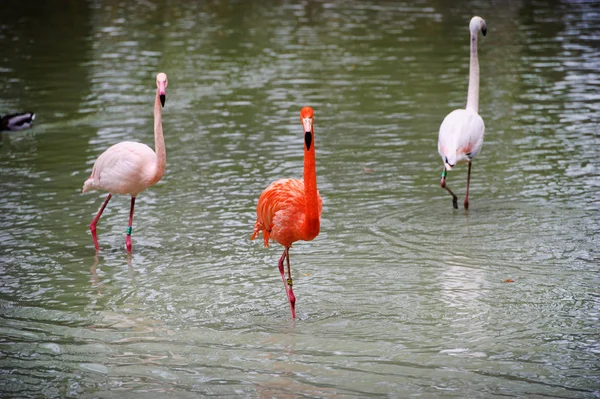 Vakker flamingo i sjøen – stockfoto