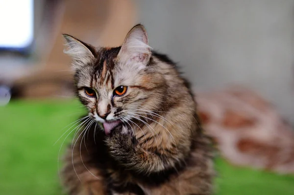 Een grappige kat thuis. Gele ogen. — Stockfoto