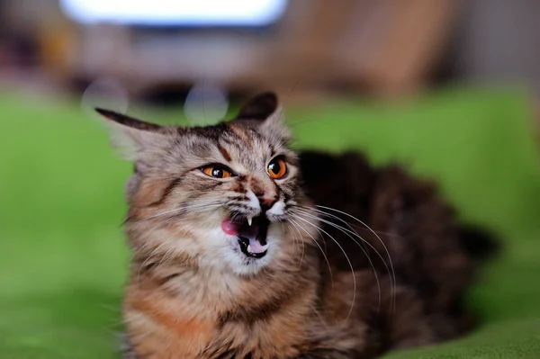 Lustige Katze zu Hause. gelbe Augen. — Stockfoto