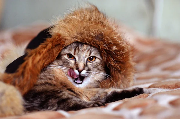 Gato gracioso en casa. Ojos amarillos . — Foto de Stock