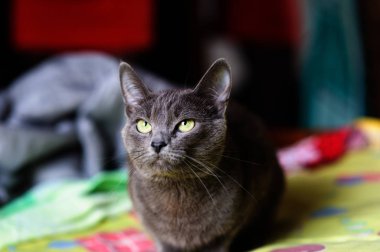 Evdeki güzel gri kedi. Yeşil gözler.