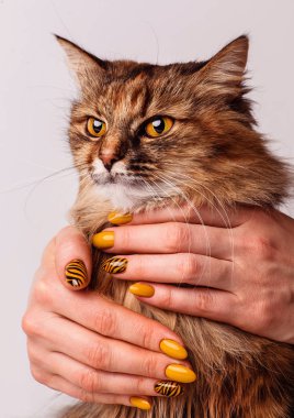 Güzel bir kedinin portresi, yakın plan, beyaz sırtlı.