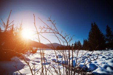 Kış dağı ormanı. Muhteşem Kış Manzarası. Karlı dağ