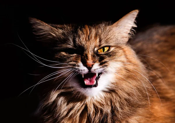 Gato enojado sobre fondo negro — Foto de Stock