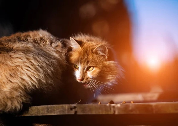 Belo gato vermelho lá fora . — Fotografia de Stock