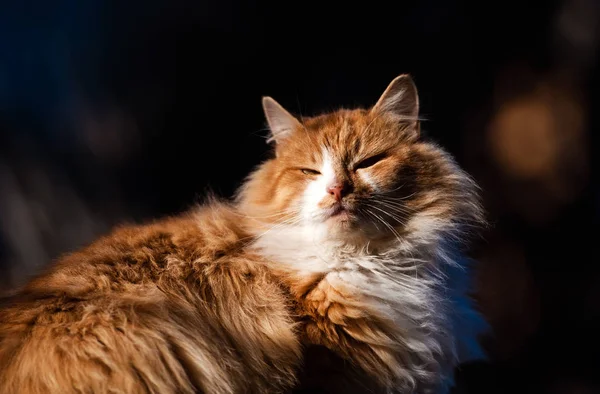 Belle chat rouge à l'extérieur . — Photo