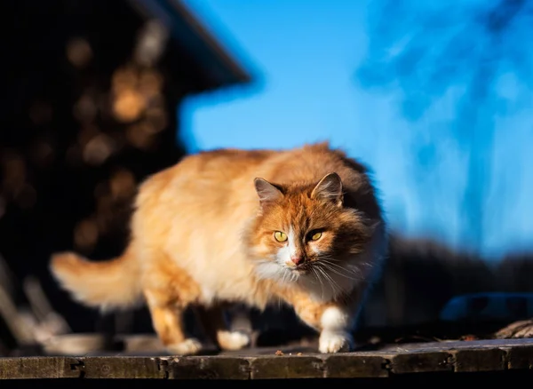 Schöne rote Katze draußen. — Stockfoto