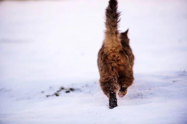 Katze läuft im Winter im Schnee im Freien — Stockfoto