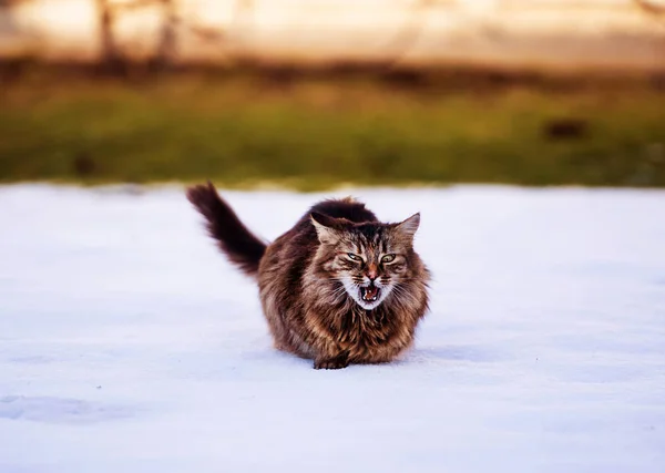 Niedliche schockierte Katze auf dem Schnee. rote Katze. — Stockfoto
