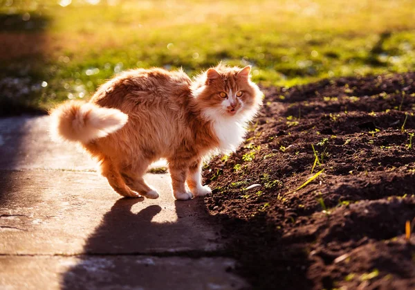 Şok olmuş şirin bir kedi. Bahar geldi. Kırmızı kedi.. — Stok fotoğraf