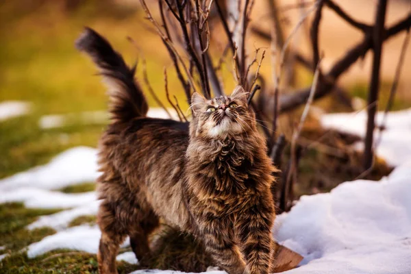 Katze läuft im Winter im Schnee im Freien — Stockfoto