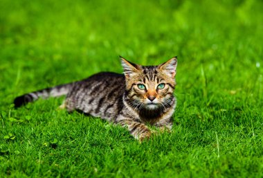 Yeşil çimenlikteki sevimli kedi