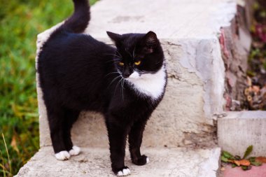Açık havada sarı gözlü siyah beyaz kedi