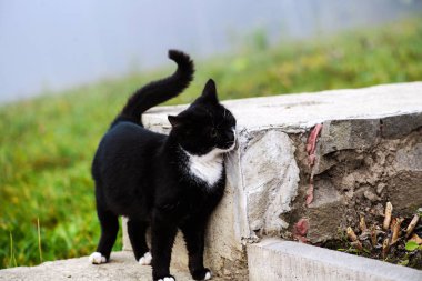 Açık havada sarı gözlü siyah beyaz kedi