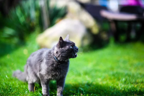 緑の草の上に面白い猫 — ストック写真