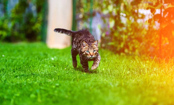 Gato Bonito Grama Verde — Fotografia de Stock