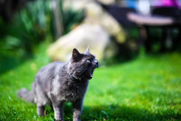 緑の草の上に面白い猫 — ストック写真