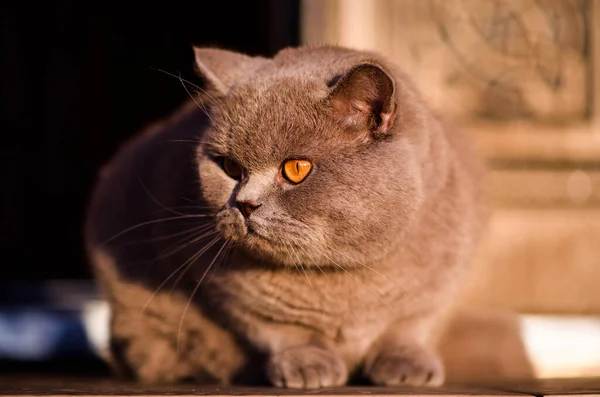 Lieve Kat Buiten Britse Kat — Stockfoto