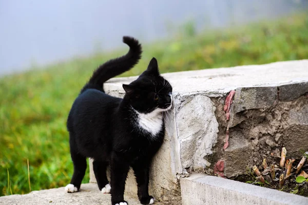 Чорно Білий Кіт Жовтими Очима Відкритому Повітрі — стокове фото