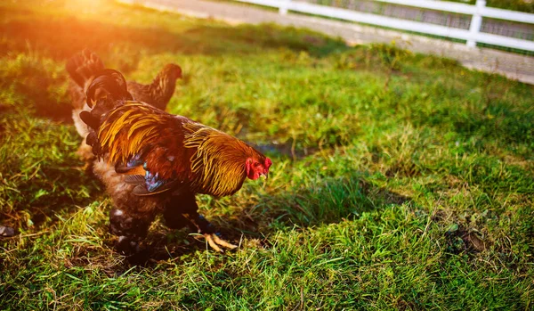 Kip Haan Een Boerderij — Stockfoto