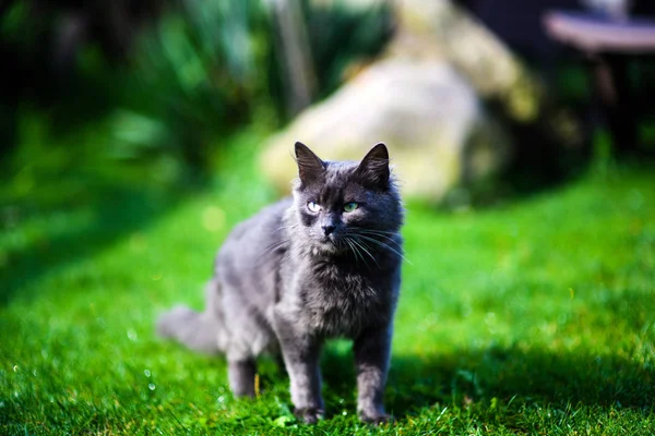 Αστεία Γάτα Πράσινο Γρασίδι — Φωτογραφία Αρχείου