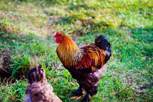 Kyckling Och Tupp Gård — Stockfoto