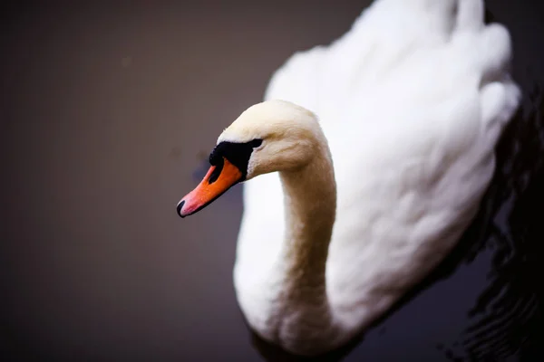 Belos Cisnes Jovens Lago — Fotografia de Stock