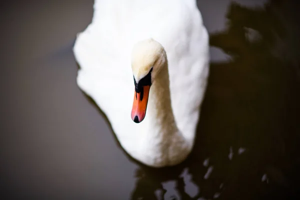 Mooie Jonge Zwanen Lake — Stockfoto