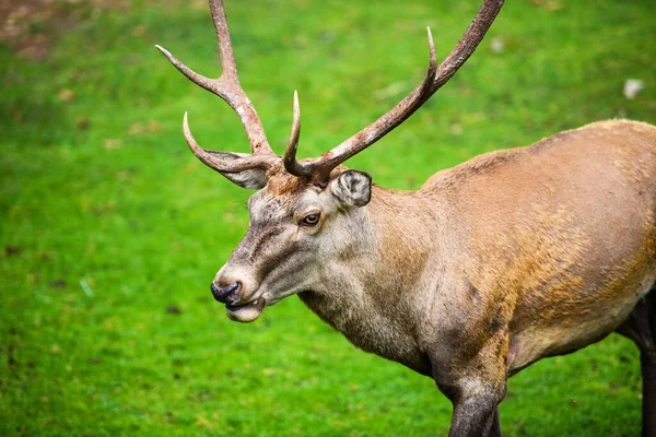 Porträtt Mäktiga Unga Kronhjort Svamp Skogen — Stockfoto