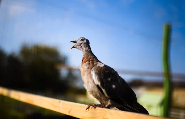 Yarış Güvercini Eve Geliyor Kuşların Portresi — Stok fotoğraf