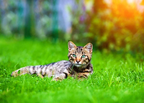 Niedliche Katze Auf Grünem Gras Stockbild