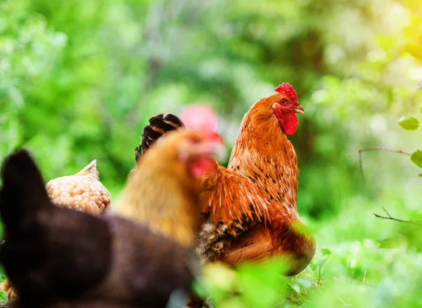 Huhn Und Hahn Auf Einem Bauernhof Stockbild