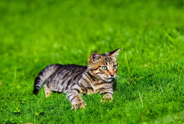 Χαριτωμένο Γάτα Στο Πράσινο Γρασίδι — Φωτογραφία Αρχείου